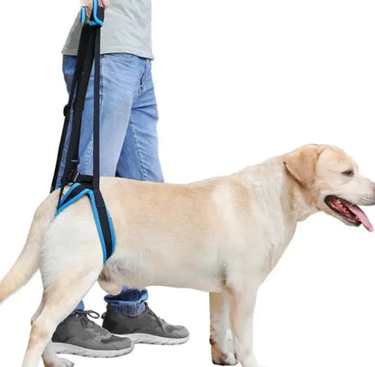 Dog Back Feet Walk Supported Enchance Mobility